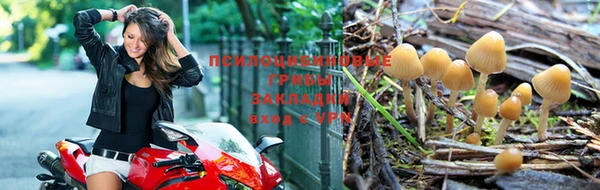 ешки Каменногорск